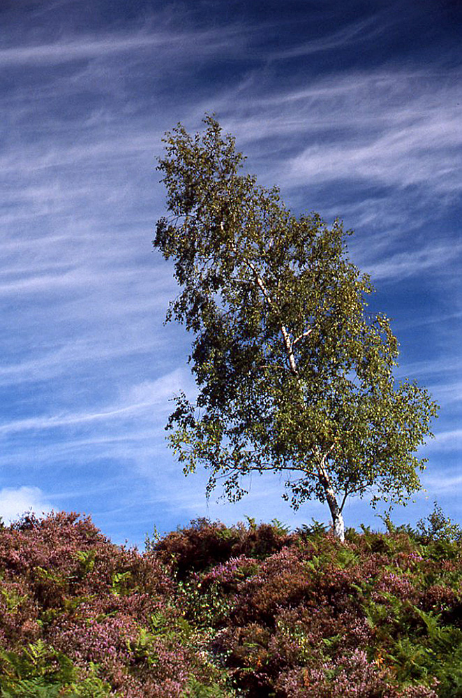 Summer Birch and Heather, Rockford Common